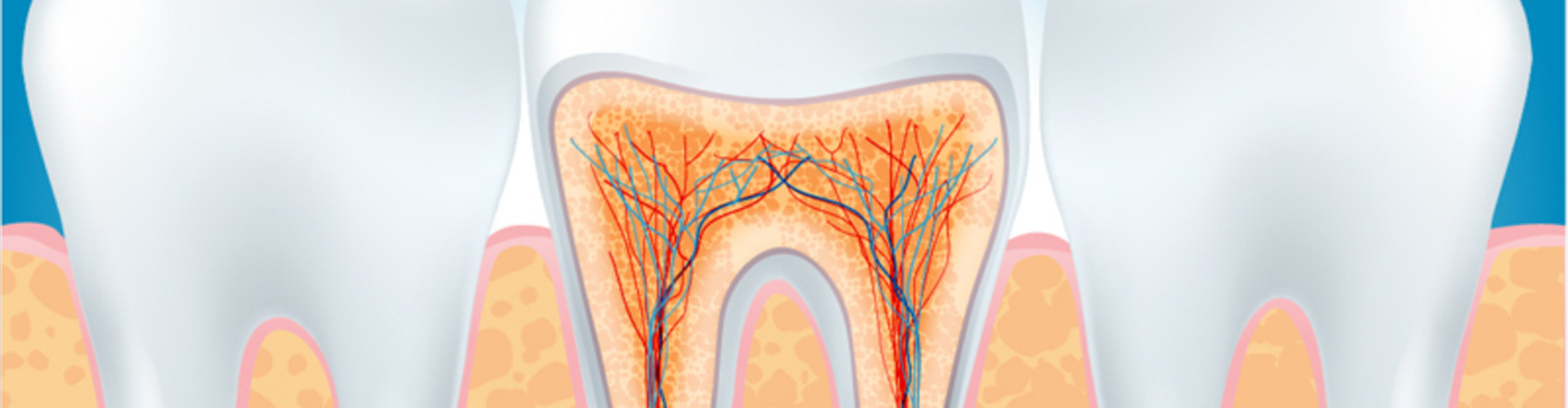 Root of a tooth 
