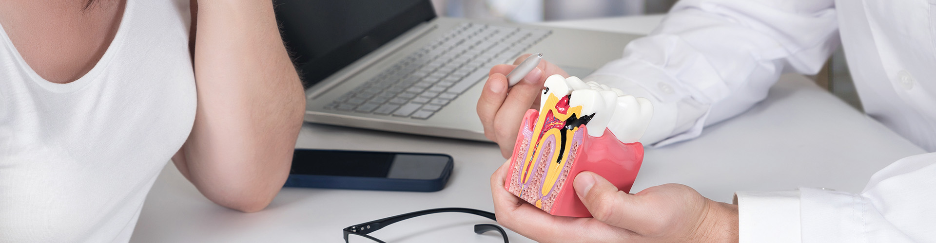 hands showing a model of the tooth's internal anatomy